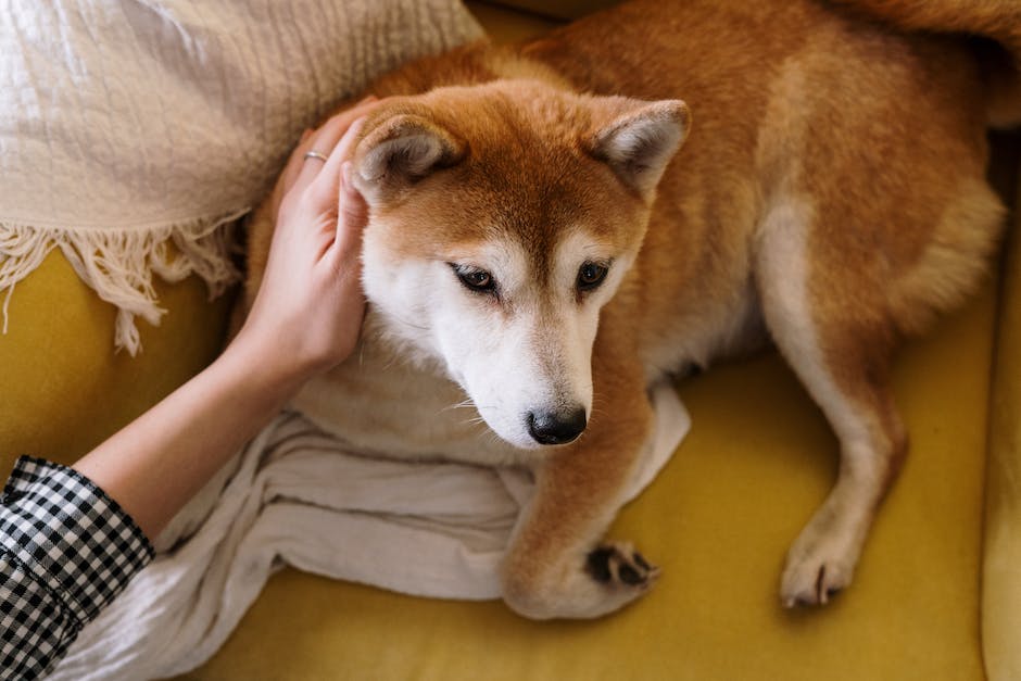  Dauer der Periode bei Hunden